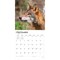BrownTrout; Wolves | 2027 12 x 24 Inch (Hanging) Monthly Square Wall Calendar | Plastic-Free; Category:Wall Calendars; Image:5